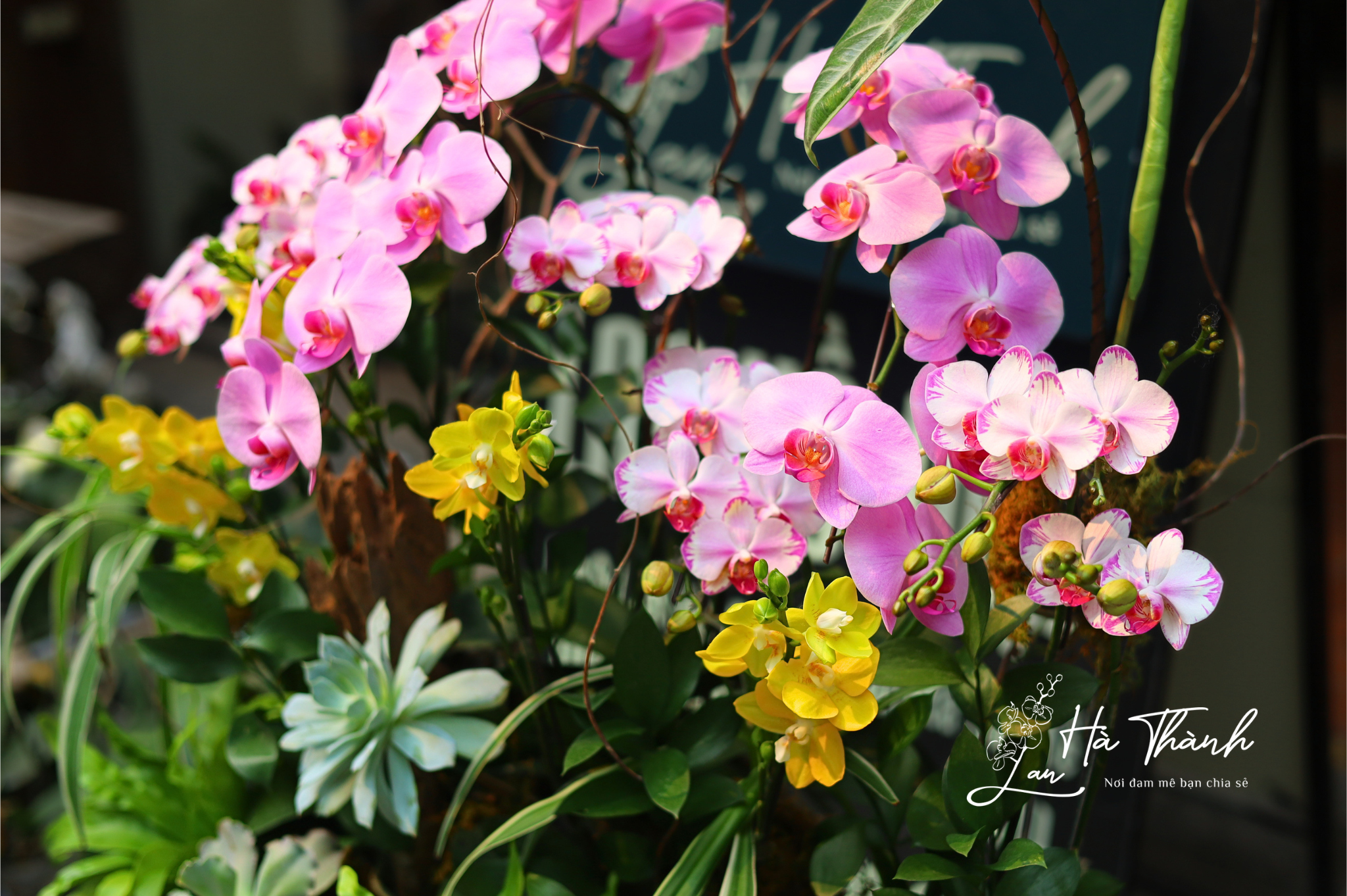 Chậu Lan Hồ Điệp tiểu cảnh hồng – trắng – vàng cao cấp | Lan Hà Thành